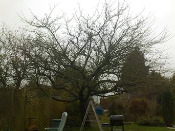 Apple tree restorative pruning (before)
