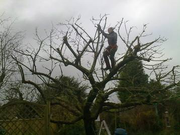 Apple tree restorative pruning (after)