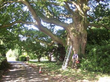 Restoration work to Veteran Oak Tree