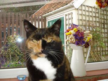 Owners cat - Beryl