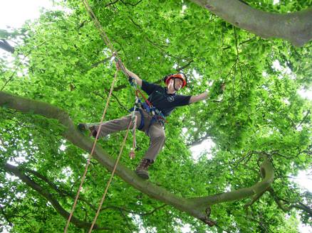 Climbing a Beech tree