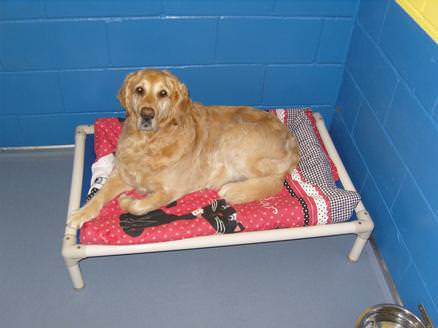 On bed in kennels