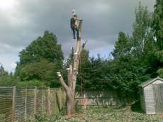Bennetts Tree Care, Wokingham