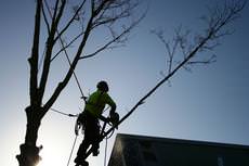 Blue Trees Complete Tree Services Ltd, Colchester