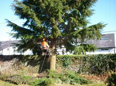 LJX Ltd - Tree Surgeons, Tree Felling, Langbank