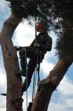 Hampshire Tree Services, Southsea