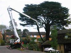 British Tree Services, Maidenhead