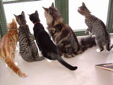 The Bythams Cattery, Grantham