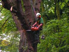 Cut Above Tree Services, Newton