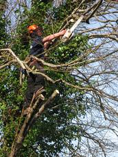 Mitchell Tree Surgery, Exeter